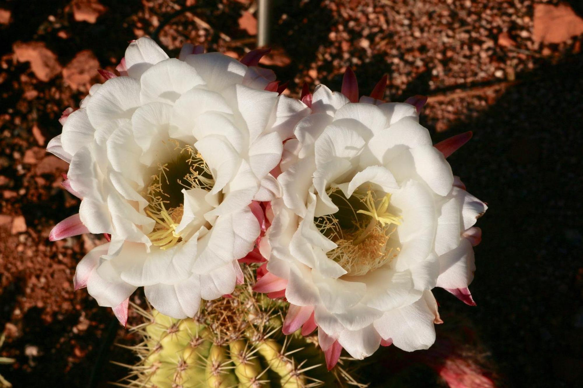 Cathedral Casita At Sedona Cathedral Hideaway Llc Villa Luaran gambar